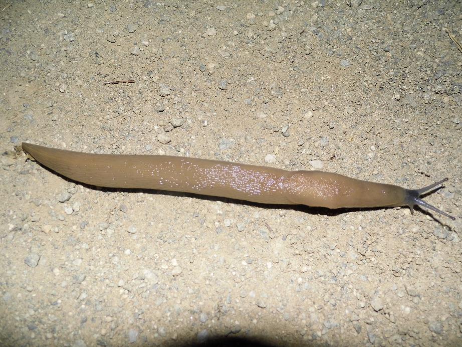 Limazilla! - Limax con testa blu da Sassello (SV)